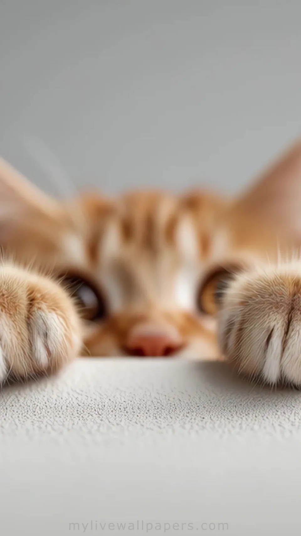 Gatito Naranja Asomándose