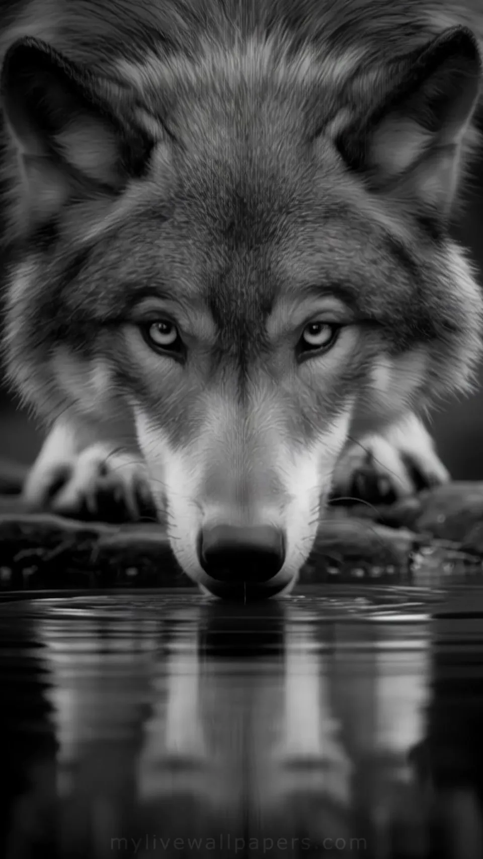 Lobos sedientos