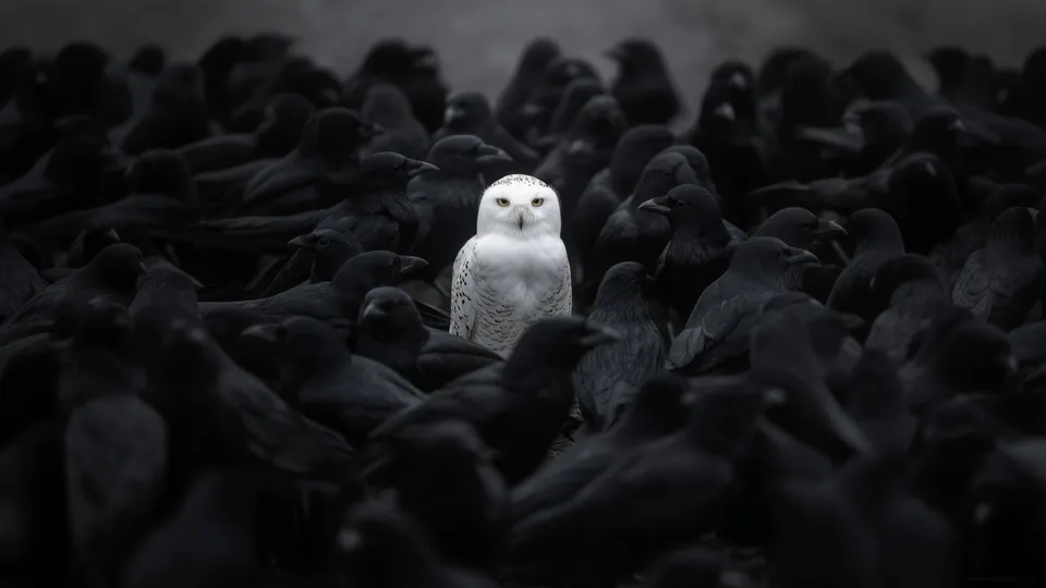 Búho blanco entre cuervos